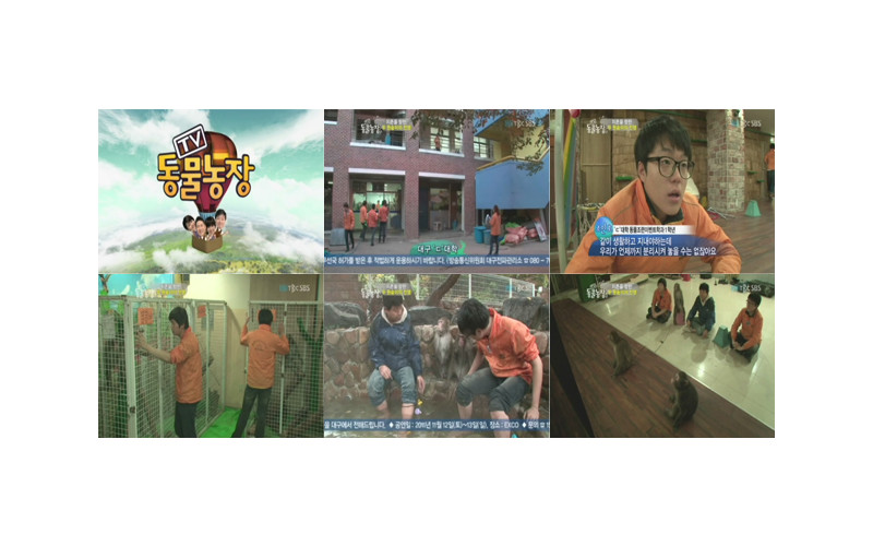 TV 동물농장 (지존을 향한 두 원숭이 전쟁)