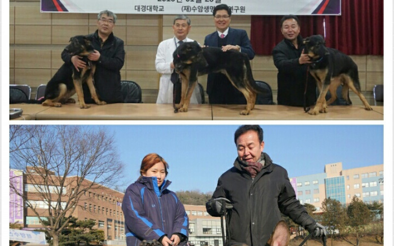 황우석 박사 복제견 3마리 대경대로 달려왔어요.