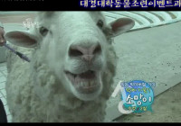 [대경대학 동물조련이벤트과] 박치기양 소망이