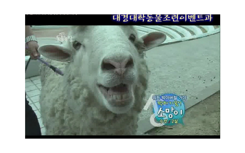 [대경대학 동물조련이벤트과] 박치기양 소망이