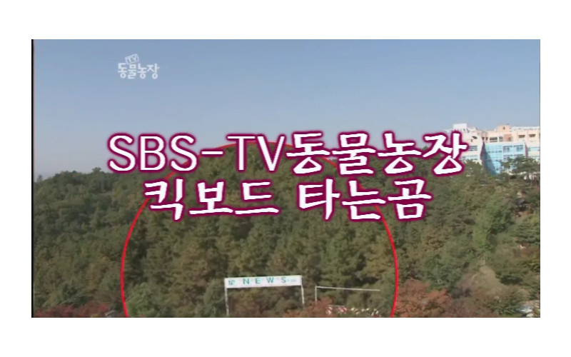 SBS TV 동물농장(퀵보드타는곰)
