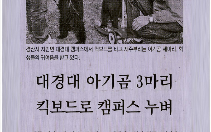 대경대 아기곰 3마리 킥보드로 캠퍼스 누벼