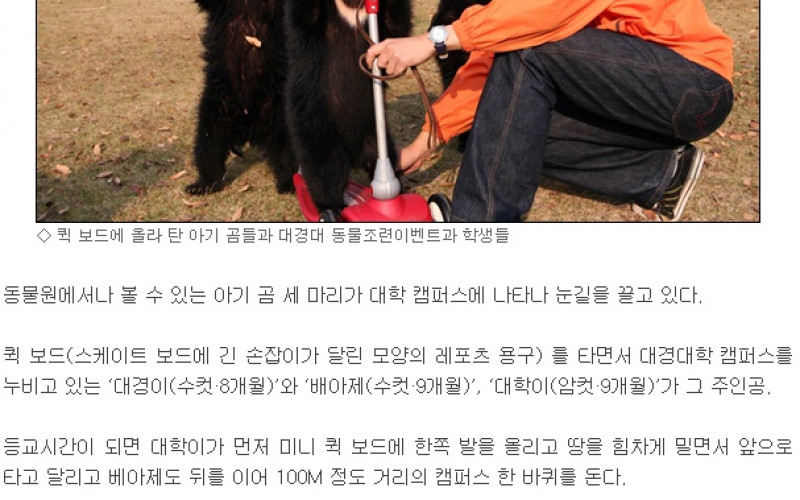 캠퍼스에 퀵 보드 탄 곰이 등장했다?